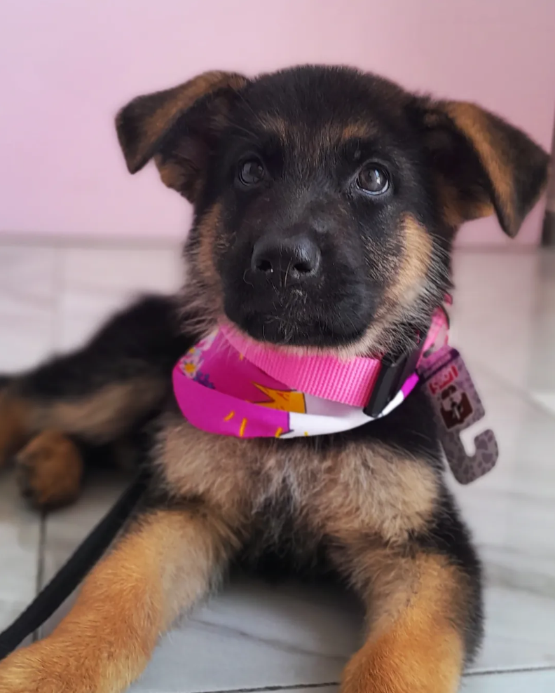 Cachorro pastor alemán