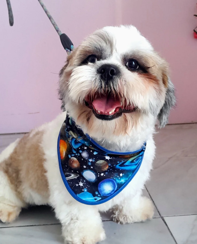 Shih tzu después de su estética